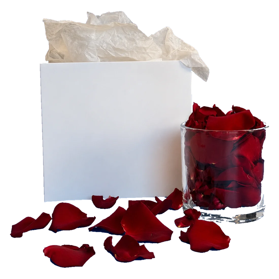 Petals Lumière