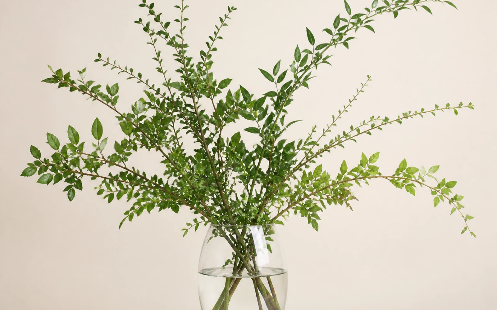 An airy stem framework with open spaces in a clear vase