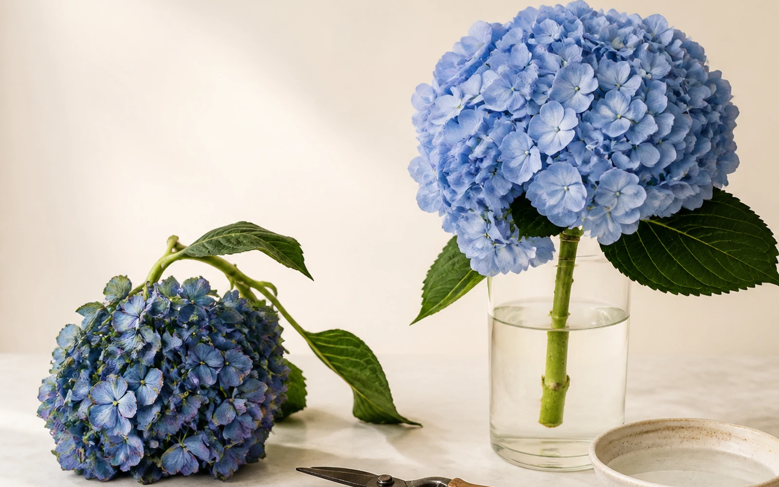 A drooping blue hydrangea stem beside a freshly hydrated rounded bloom in a clear vase.