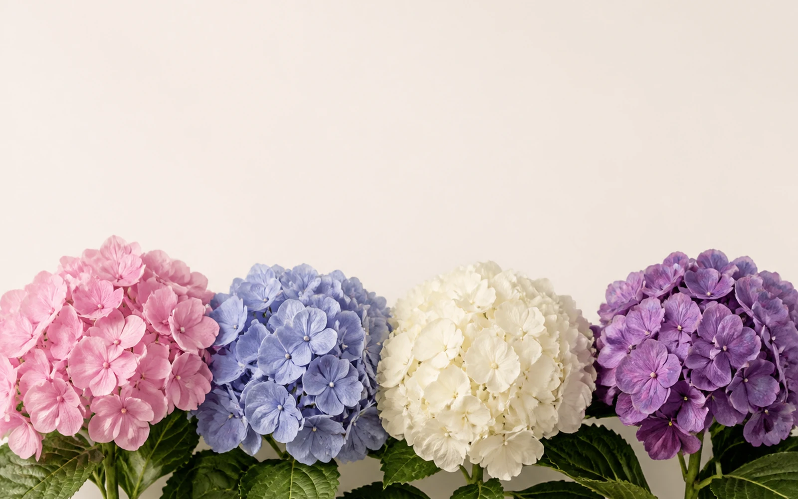 Pink, powder-blue, ivory, and lavender hydrangea clusters arranged at a consistent scale.