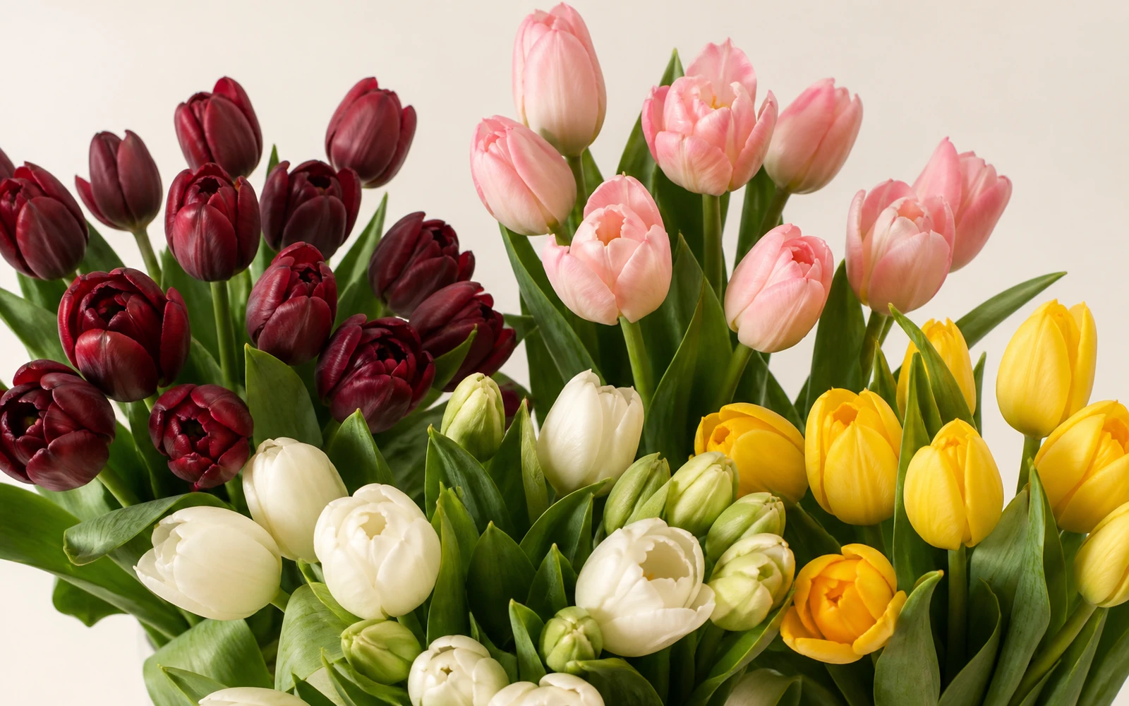 Red-burgundy, pink, white-green, and yellow tulips in an airy color comparison.